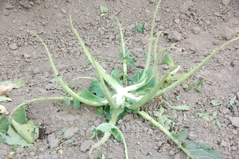 c0108460_20385715.jpg