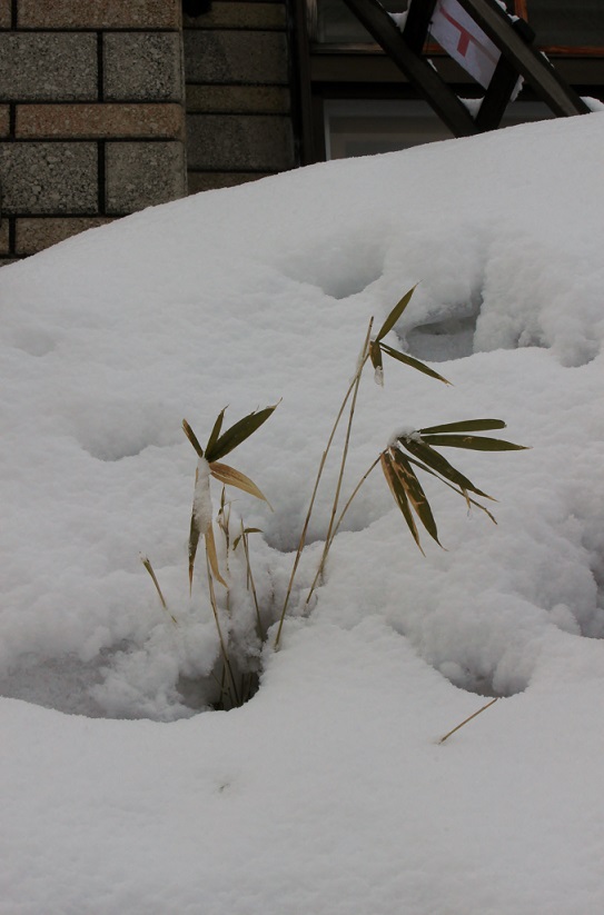 晴れ　気持が良いね_c0278360_22385559.jpg