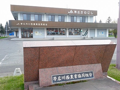 十勝産露地アスパラ、収量減_b0171771_09004916.jpg