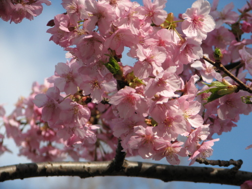 鶴見花博公園の桜_f0259373_19305083.jpg