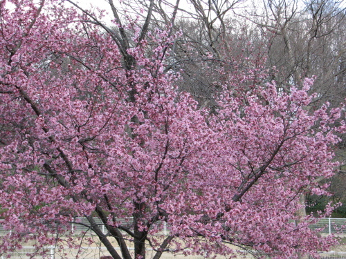 鶴見花博公園の桜_f0259373_19322481.jpg