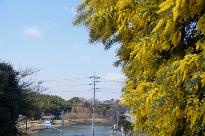 狭山池　ミモザ・寒緋桜_c0229483_23181737.jpg