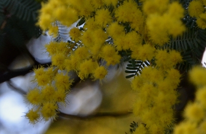 狭山池　ミモザ・寒緋桜_c0229483_23294313.jpg