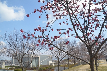 狭山池　ミモザ・寒緋桜_c0229483_23343543.jpg