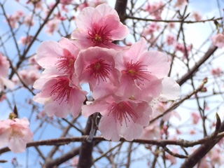 嘉入集落の桜が満開❣️_e0028387_23351324.jpg