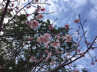 嘉入集落の桜が満開❣️_e0028387_23351362.jpg