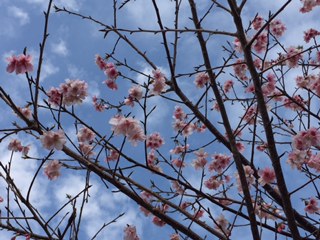 嘉入集落の桜が満開❣️_e0028387_23351376.jpg