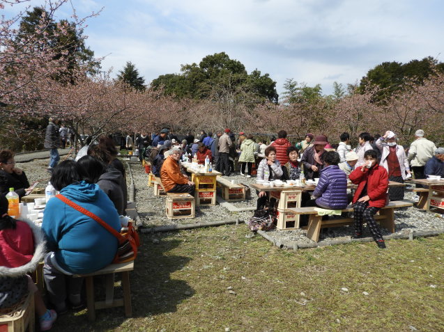 田代の桜牧場桜まつりでした 柴まみママの大多喜便り 田代の桜牧場桜まつりでした 柴まみママの大多喜便り