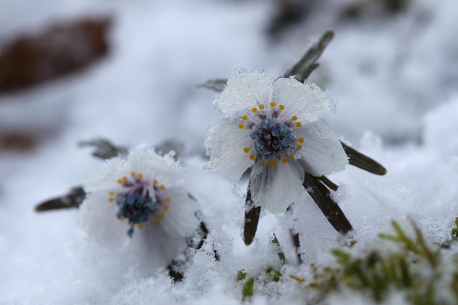 春を告げる花 節分草 日々笑顔で