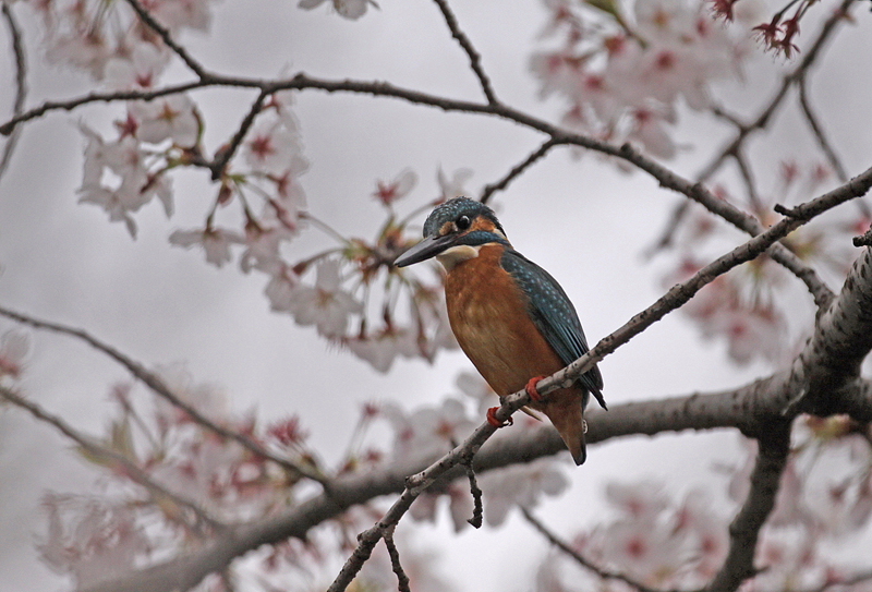 桜とカワセミ_b0062793_10482882.jpg