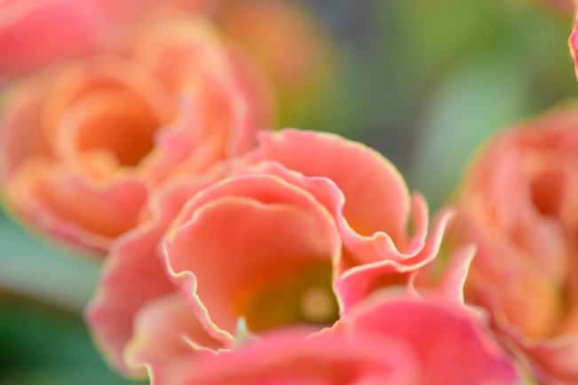 ピーチ アプリコット色のジュリアンと ちょっとガッカリ色のラナンキュラス 薔薇好き花好き庭が好き 元英国在住 アートセラピストが造る癒しの庭