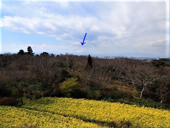 三浦半島最高峰大楠山で(2017.03.10)_e0245404_1314224.jpg