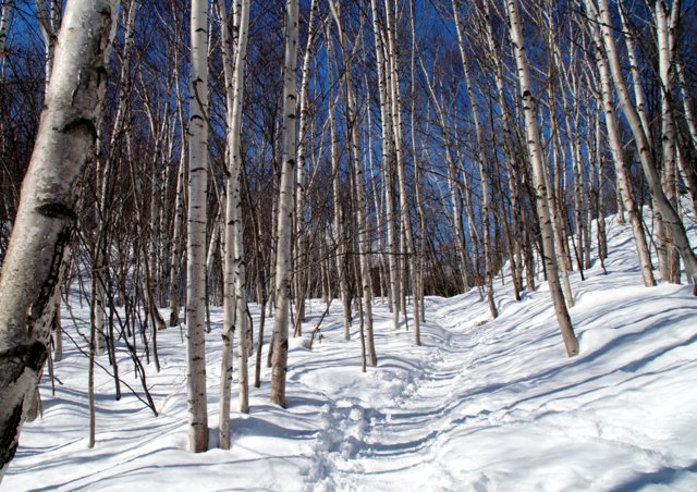 2017年3月12日（日）　藻岩山(標高531m)　旭山公園コース_a0345007_20483318.jpg