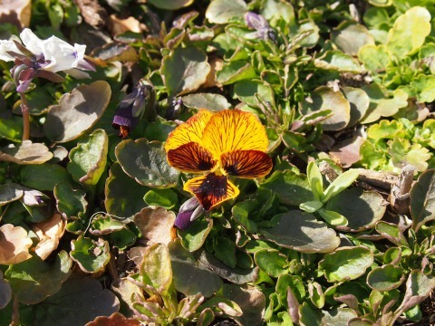 c0117007_20245539.jpg