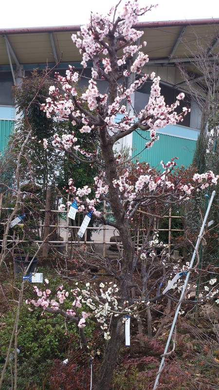 思うがまま_e0202111_23392569.jpg