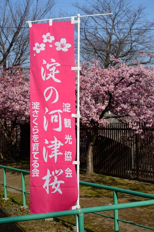 桜便り2017 河津桜@淀水路_f0032011_18062234.jpg