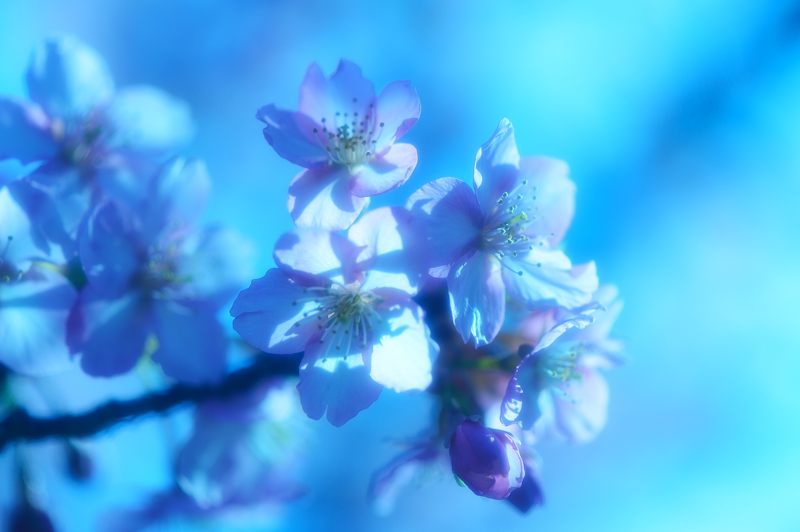 桜便り2017 河津桜@淀水路_f0032011_18062302.jpg