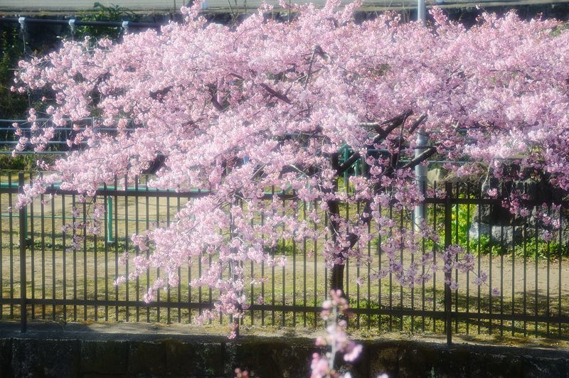 桜便り2017　河津桜＠淀水路_f0032011_18062351.jpg