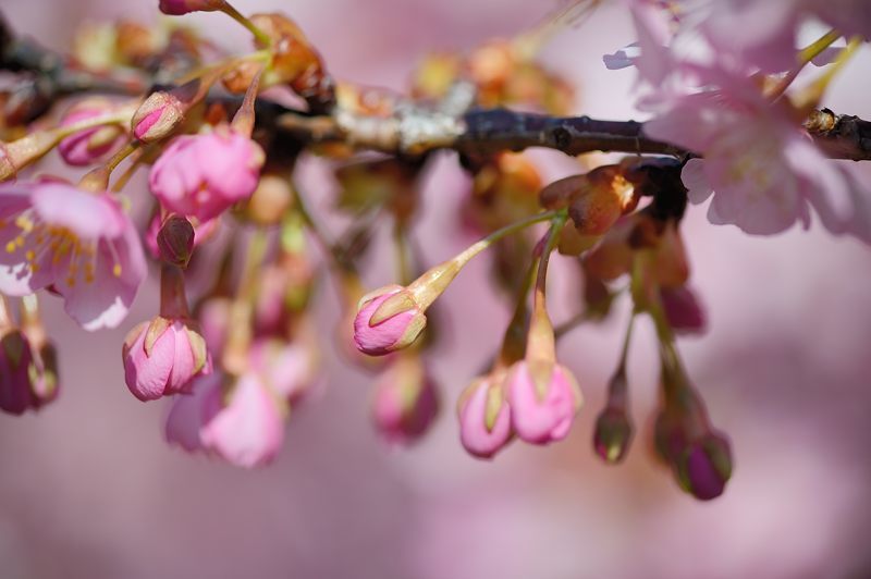 桜便り2017 河津桜@淀水路_f0032011_18062363.jpg