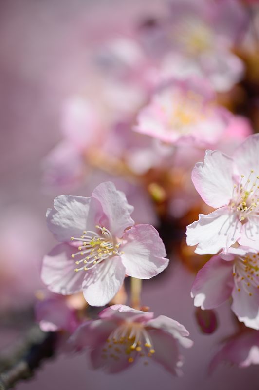 桜便り2017　河津桜＠淀水路_f0032011_18062384.jpg