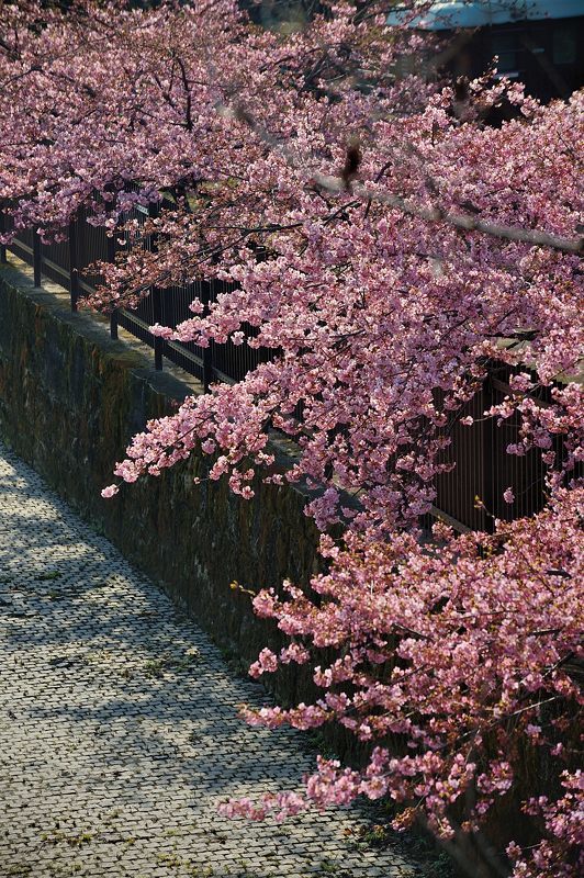 桜便り2017 河津桜@淀水路_f0032011_18062410.jpg