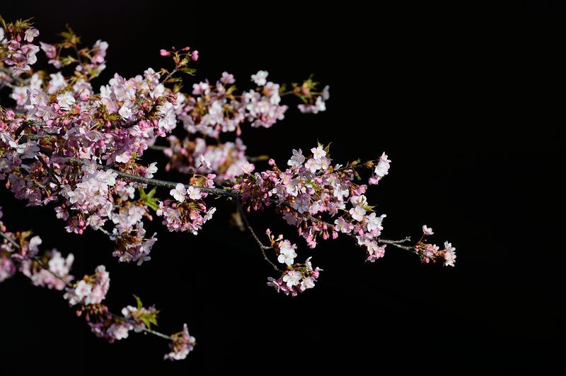 桜便り2017 河津桜@淀水路_f0032011_18062420.jpg