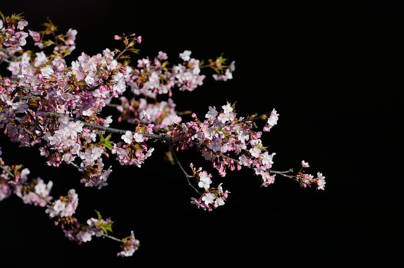 桜便り2017　河津桜＠淀水路_f0032011_18062420.jpg