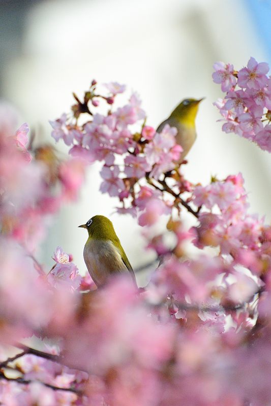 桜便り2017 河津桜@淀水路_f0032011_18110893.jpg