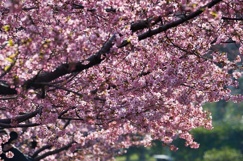 桜便り2017　河津桜＠淀水路_f0032011_18163878.jpg