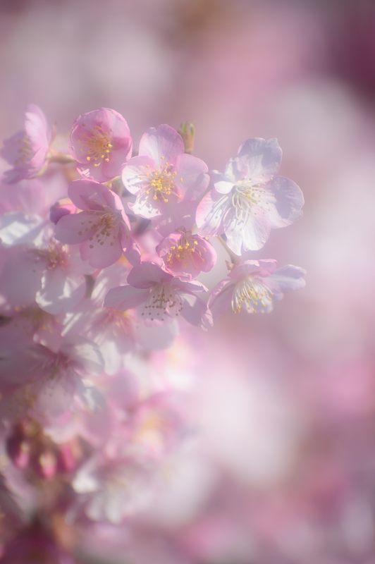 桜便り2017 河津桜@淀水路_f0032011_18184720.jpg