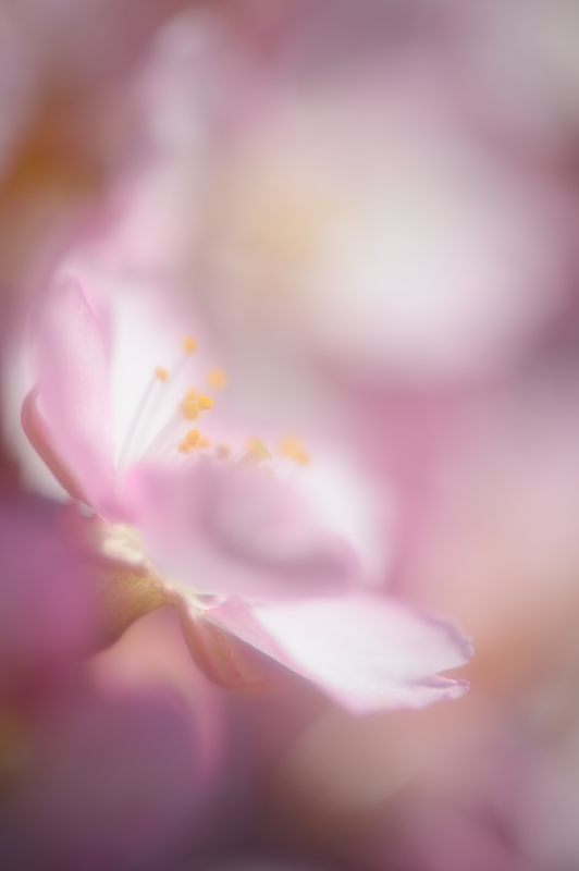 桜便り2017 河津桜@淀水路_f0032011_18204384.jpg