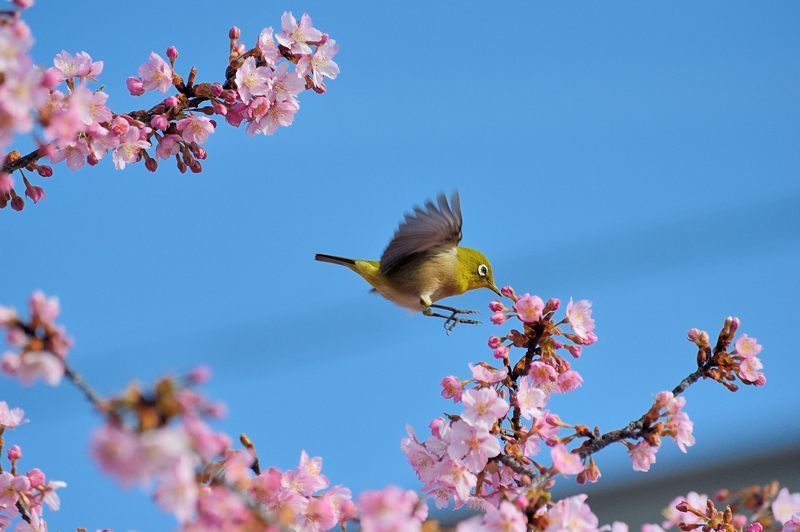 桜便り2017 河津桜@淀水路_f0032011_19293006.jpg