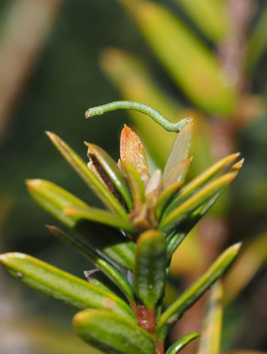 シロツバメエダシャク幼虫？_c0116915_046339.jpg