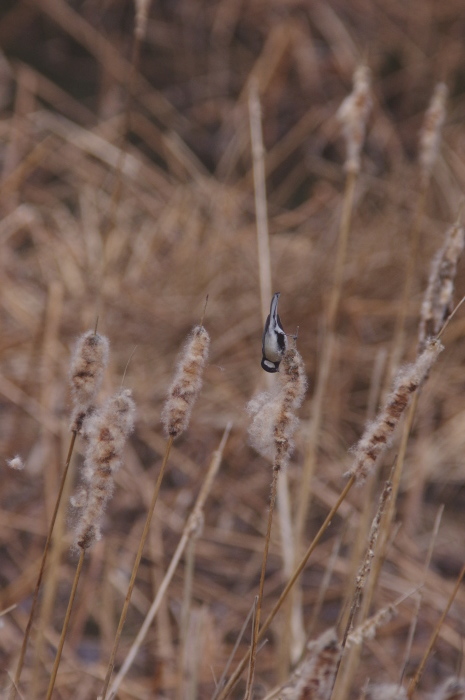 冬鳥の鳥撮りラスト_a0251116_20062052.jpg