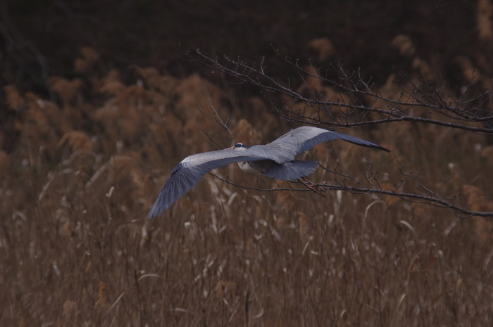 冬鳥の鳥撮りラスト_a0251116_20065230.jpg