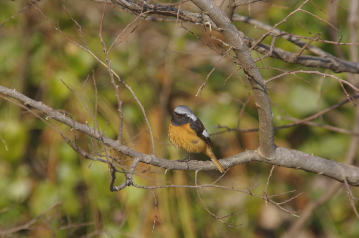 冬鳥の鳥撮りラスト_a0251116_20093503.jpg