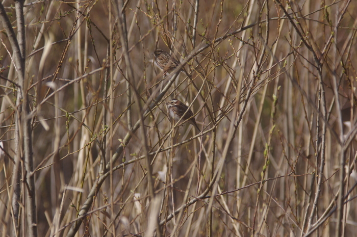 冬鳥の鳥撮りラスト_a0251116_20095031.jpg