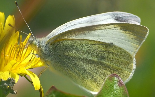 c0369423_17053777.jpg