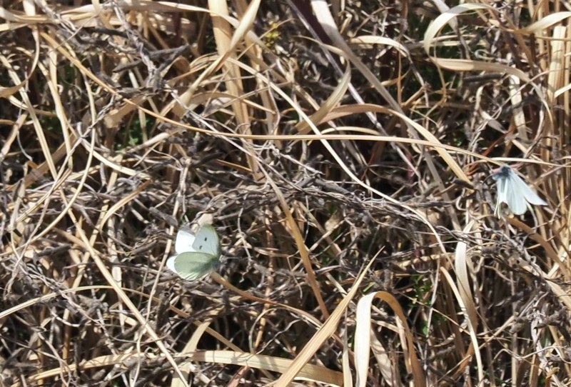 c0369423_17074235.jpg