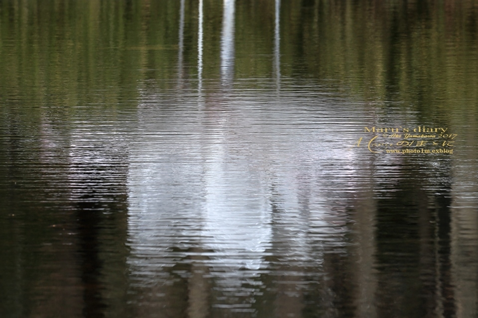 まゝに/春の国立武蔵丘陵森林公園1_d0342426_00300103.jpg