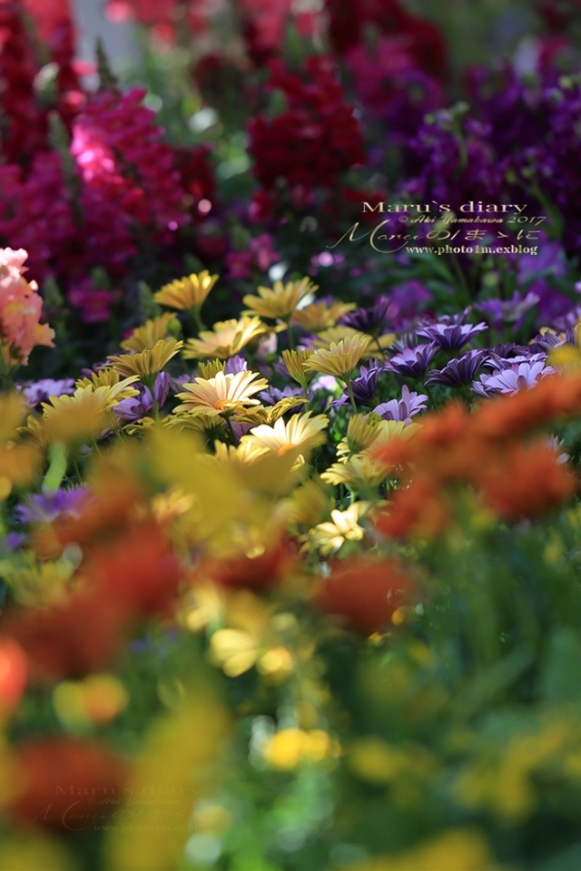 まゝに/春の国立武蔵丘陵森林公園1_d0342426_00333371.jpg