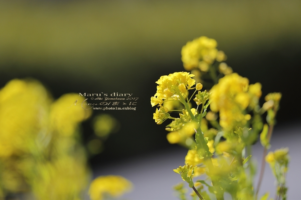まゝに/春の国立武蔵丘陵森林公園2_d0342426_09572156.jpg