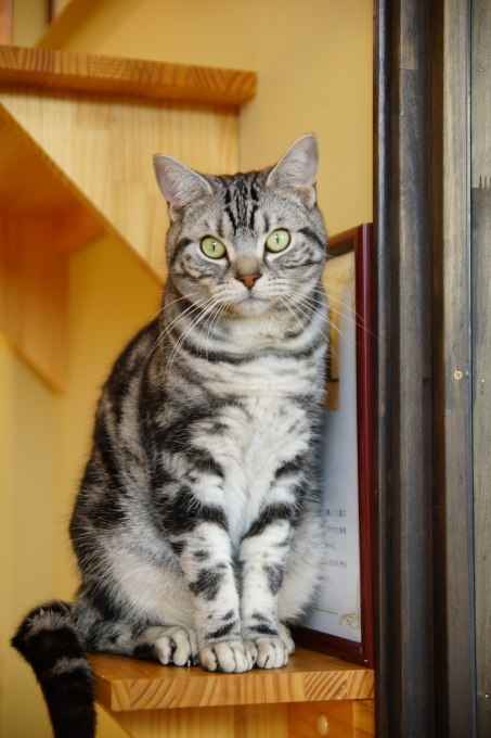 新しいカメラを持って猫カフェ バロンに再訪_e0375427_18391213.jpg