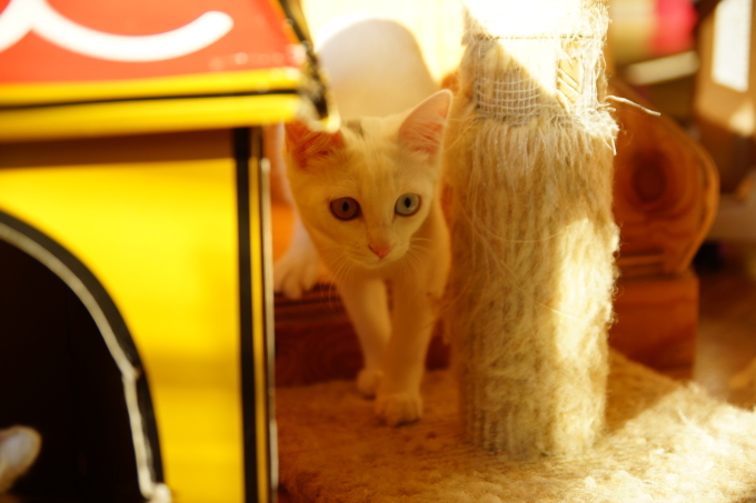 新しいカメラを持って猫カフェ バロンに再訪_e0375427_18422274.jpg