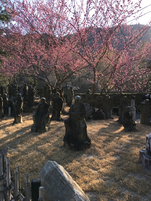 満開の梅_a0197730_23461946.jpg