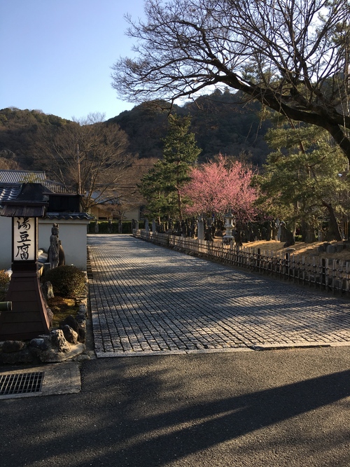 満開の梅_a0197730_2346535.jpg