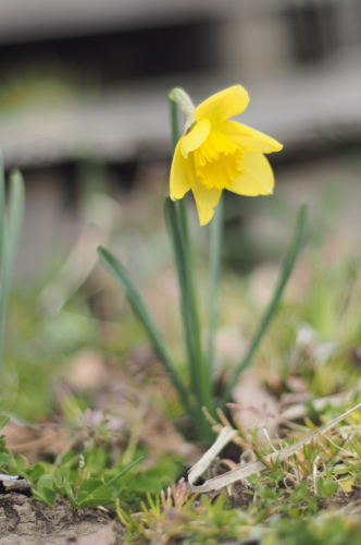 庭の花と7年目と_a0323131_13151461.jpg