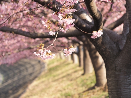 乙川の河津桜_d0001533_21025447.jpg