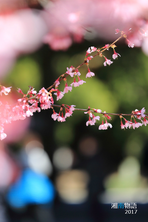 湘南物語　～鎌倉春の花めぐり～_b0195043_03272085.jpg