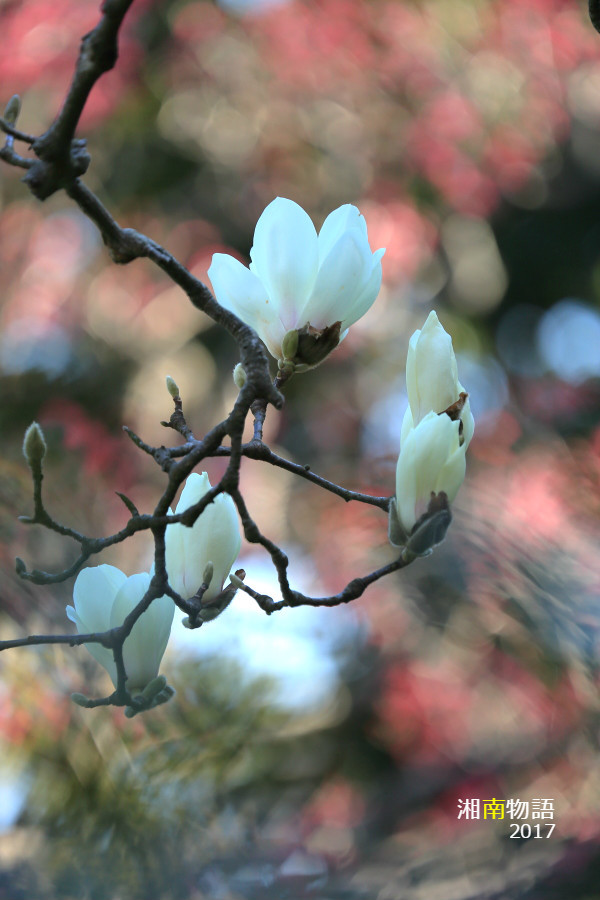 湘南物語　～鎌倉春の花めぐり～_b0195043_03280219.jpg